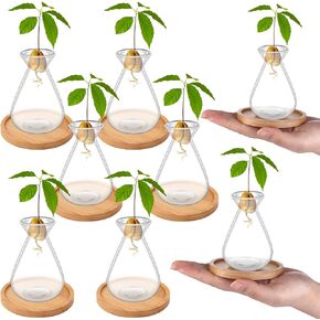 6Pcs Small Avocado Seed Starter Vase with Bamboo Base Avocado Tree Growing Vase Kit Avocado Seed Sprout Starter Vase Planter Pot Easy Seed Gift Plant Glass for Acorn Garlic Vines Root Seeds