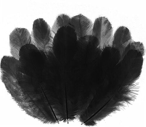 800Pcs Black Rooster Feathers 3-5-inch Bulk Feathers for Crafting Kindergarten DIY Crafts, Wedding, Family Party Decorations, Dream Catcher Supplies, Natural Feathers in Kuwait