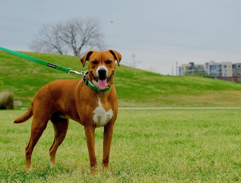 Pawsitive Pet 100% Hemp Leash - We Donate a Leash to a Dog Rescue for Every Leash Sold, 5 ft Long (Pink) in Saudi Arabia