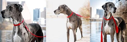 Pawsitive Pet 100% Hemp Leash - We Donate a Leash to a Dog Rescue for Every Leash Sold, 5 ft Long (Pink) in Saudi Arabia