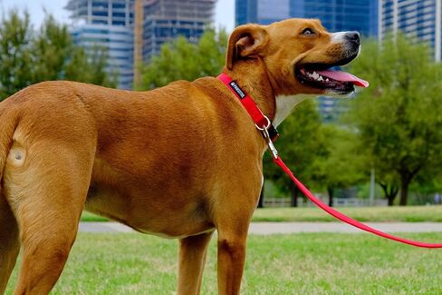 Pawsitive Pet 100% Hemp Leash - We Donate a Leash to a Dog Rescue for Every Leash Sold, 5 ft Long (Pink) in Saudi Arabia