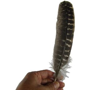 Turkey Barred Smudging Feather 10-12", for Purifying, Cleansing, Healing, Metaphysical, Meditation, Wicca, Altars, Writing, Or Decoration