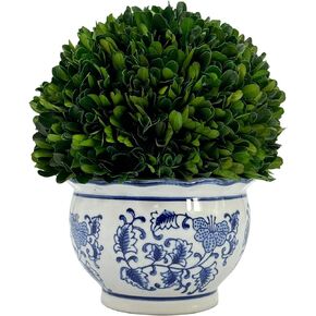 Galt International 7" Naturally Preserved Real Boxwood Ball in Hand-Painted Blue & White China Pot Planter Green Indoor Plant Home Decor (Small 7" Tall Topiary)