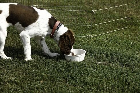 Pet Lodge® Crock Pet Bowl | Heavy Duty Plastic | Dog Feed & Water Bowl | Granite | 2.5 Cups | Medium in Saudi Arabia