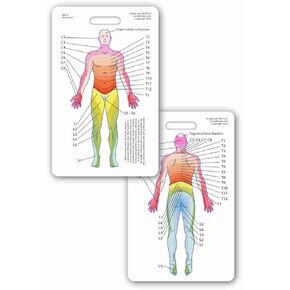 Neuro Dermatome Diagram Vertical Badge ID Card Pocket Reference Guide Neurology (1 Card)