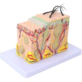 35X Enlarged Anatomical Skin Model, 3D Skin Teaching Aids Model, Anatomy Model Human Skin Structure Anatomical Model for Science Classroom Study Display Teaching Model