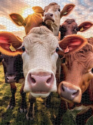 A Moo-vellous Selfie: Premium Quality 1000-Piece Jigsaw Puzzle for Adults by Cross & Glory - Eco-Friendly, High Definition Artwork, Vibrant Colors, Satin Finish - Best Puzzle Gift in Kuwait
