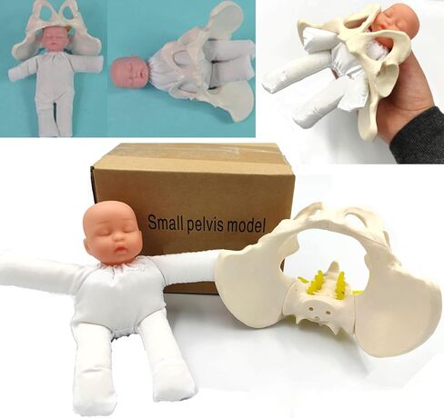 Childbirth Demonstration Pelvis Model-Mini Female Pelvis&Baby Model - Fetus/Umbilical Cord/Placenta-Childbirth Simulator Female Pelvis and Baby Model for Study Display Teaching Medical Model (Small) in Saudi Arabia