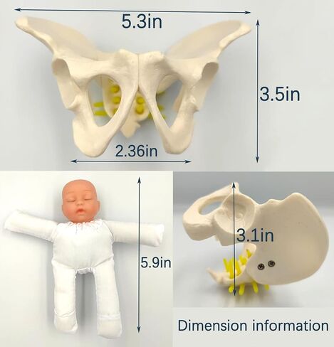 Childbirth Demonstration Pelvis Model-Mini Female Pelvis&Baby Model - Fetus/Umbilical Cord/Placenta-Childbirth Simulator Female Pelvis and Baby Model for Study Display Teaching Medical Model (Small) in Saudi Arabia