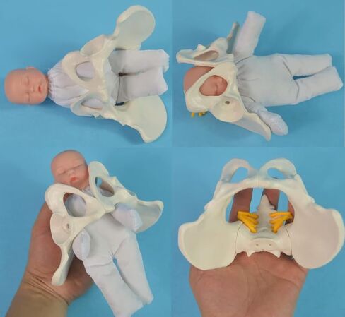 Childbirth Demonstration Pelvis Model-Mini Female Pelvis&Baby Model - Fetus/Umbilical Cord/Placenta-Childbirth Simulator Female Pelvis and Baby Model for Study Display Teaching Medical Model (Small) in Saudi Arabia
