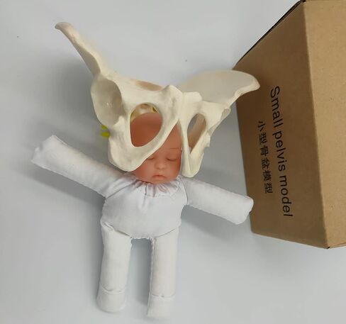Childbirth Demonstration Pelvis Model-Mini Female Pelvis&Baby Model - Fetus/Umbilical Cord/Placenta-Childbirth Simulator Female Pelvis and Baby Model for Study Display Teaching Medical Model (Small) in Saudi Arabia