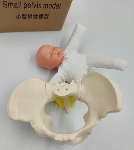 Childbirth Demonstration Pelvis Model-Mini Female Pelvis&Baby Model - Fetus/Umbilical Cord/Placenta-Childbirth Simulator Female Pelvis and Baby Model for Study Display Teaching Medical Model (Small) in Saudi Arabia