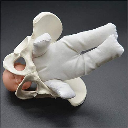 Childbirth Demonstration Pelvis Model-Mini Female Pelvis&Baby Model - Fetus/Umbilical Cord/Placenta-Childbirth Simulator Female Pelvis and Baby Model for Study Display Teaching Medical Model (Small) in Saudi Arabia