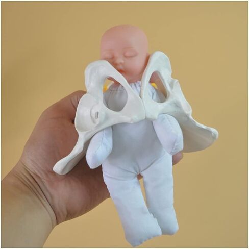 Childbirth Demonstration Pelvis Model-Mini Female Pelvis&Baby Model - Fetus/Umbilical Cord/Placenta-Childbirth Simulator Female Pelvis and Baby Model for Study Display Teaching Medical Model (Small) in Saudi Arabia