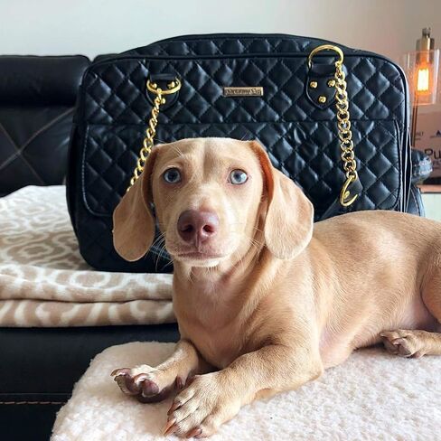 Parisian Pet Small Dog Carrier - Pet Carrier for Cats and Dog Carriers for Small Dogs - Dog Purse and Cat Carrier - Airline Approved Pet Carrier - Dog Travel Bag - Small Pet Carrier Handbag in Saudi Arabia