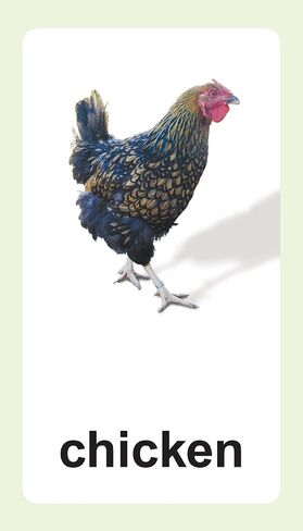 Animal Flash Cards with Fun Facts and Spanish and French Translations for Each Animal in Saudi Arabia