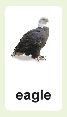 Animal Flash Cards with Fun Facts and Spanish and French Translations for Each Animal in Saudi Arabia