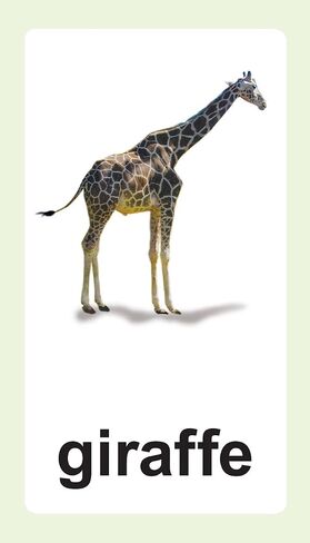 Animal Flash Cards with Fun Facts and Spanish and French Translations for Each Animal in Saudi Arabia