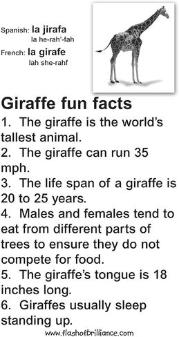 Animal Flash Cards with Fun Facts and Spanish and French Translations for Each Animal in Saudi Arabia