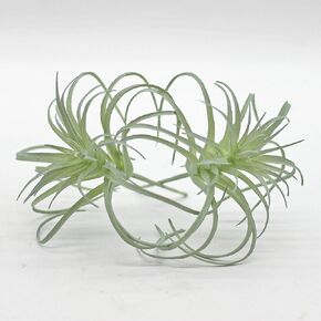 Small Artificial Air Plants Look Real Succulants Plants Faux Greenery Plants Bromeliads for Garden Home Office Decoration (Green Flocking Air Plants)