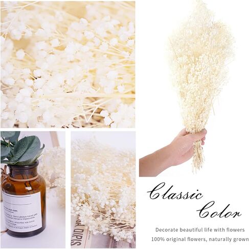 زهور مجففة لأنفاس الطفل، زهور جيبسوفيلا الطبيعية البيضاء الحقيقية 17 بوصة 3 أونصة لترتيبات الزفاف وديكورات المنزل in Kuwait