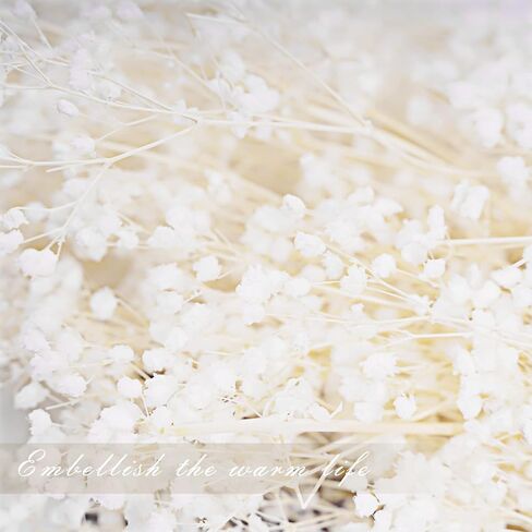 زهور مجففة لأنفاس الطفل، زهور جيبسوفيلا الطبيعية البيضاء الحقيقية 17 بوصة 3 أونصة لترتيبات الزفاف وديكورات المنزل in Kuwait