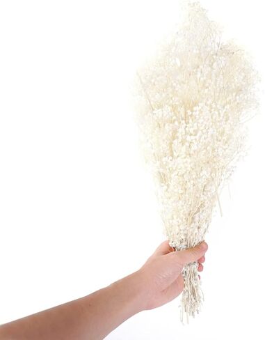 زهور مجففة لأنفاس الطفل، زهور جيبسوفيلا الطبيعية البيضاء الحقيقية 17 بوصة 3 أونصة لترتيبات الزفاف وديكورات المنزل in Kuwait