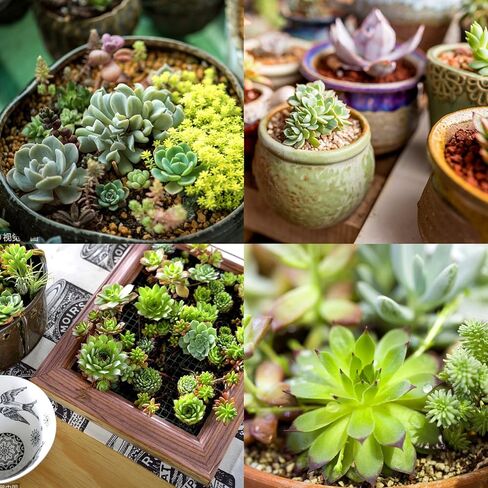 مجموعة من 24 قطعة من النباتات النضرة الاصطناعية غير المحفوظة بوعاء من النباتات العصارية المزيفة الصغيرة لديكور حديقة اللوتس والمناظر الطبيعية in Kuwait