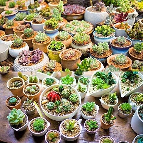 مجموعة من 24 قطعة من النباتات النضرة الاصطناعية غير المحفوظة بوعاء من النباتات العصارية المزيفة الصغيرة لديكور حديقة اللوتس والمناظر الطبيعية in Kuwait