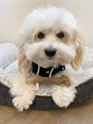 Pet Qwerks Zombie BarkBone - Bamboo BarkBone for Moderate Chewers - Peanut Butter Flavor - 4" in Kuwait