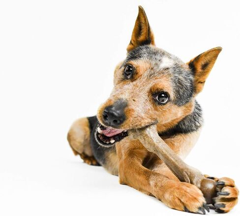 Pet Qwerks Zombie BarkBone - Bamboo BarkBone for Moderate Chewers - Peanut Butter Flavor - 4" in Kuwait