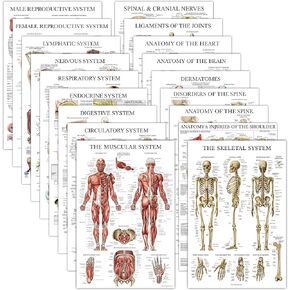18 Pack - Anatomical Posters - Laminated - Muscular, Skeletal, Digestive, Respiratory, Circulatory, Endocrine, Lymphatic, Male & Female, Nervous, Spinal Nerves, Anatomy Charts - 18" x 24"