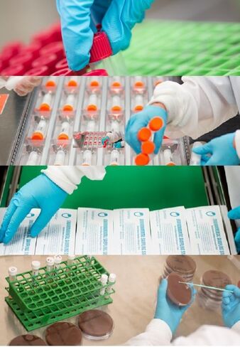 مسحة إسفنجية قياسية معقمة مقاس 6 بوصات من Puritan Medical مع مقبض بوليسترين - 25-1506 1PF 100 - صندوق مكون من 100 قطعة in Kuwait