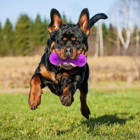 Nerf Dog 7in TPR/PP Scented Beef SuperScent Barbell Solid Core - شفاف/أرجواني، صغير (NF-7131) in Saudi Arabia
