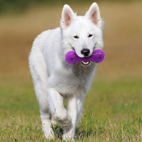 Nerf Dog 7in TPR/PP Scented Beef SuperScent Barbell Solid Core - شفاف/أرجواني، صغير (NF-7131) in Saudi Arabia