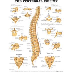 ACC The Vertebral Column Anatomical Chart