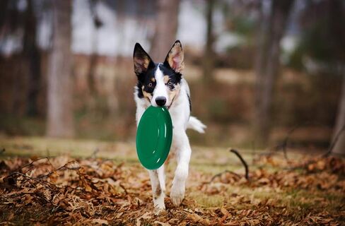Zdgao Flying Discs for Kids and Adult, 9 Inch Plastic Flying Disc Set in Bulk, Set of 8 in Kuwait