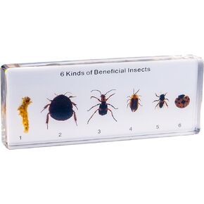 Resin Insect Specimen Set, Science Toys for Kids Aged 3-12 (6 Kinds of Beneficial Insect)
