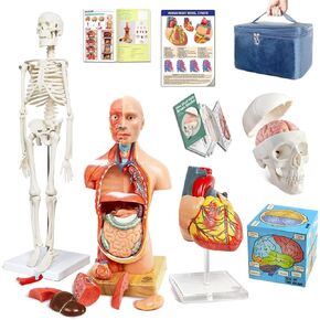 EVOTECH Human Body, Skeleton, Heart, Half Size Skull with Brain Models, Anatomical Cubes-Best Anatomy Model Bundle Set of 5 Hands-on 3D Model Study Tools for Medical Student Educational Kit