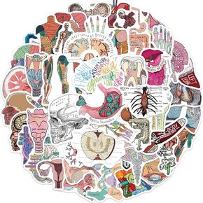 50Pcs Biology Human Body Organ Stickers Human Anatomy and Physiology Study Tools of Body Organs, Muscles, Soft Tissues, Medical Gifts Stickers for Water Bottle Laptop Luggage (Human Organ)