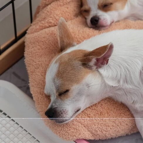 Ipetboom 9pcs روضة الحيوانات الأليفة قفص الحيوانات الصغيرة بطانة الحرس غينيا خنزير الجانب حاجز مانع واضح حراس البول الحرس الجانب بطانة شينشيلا قفص الملحقات in Kuwait