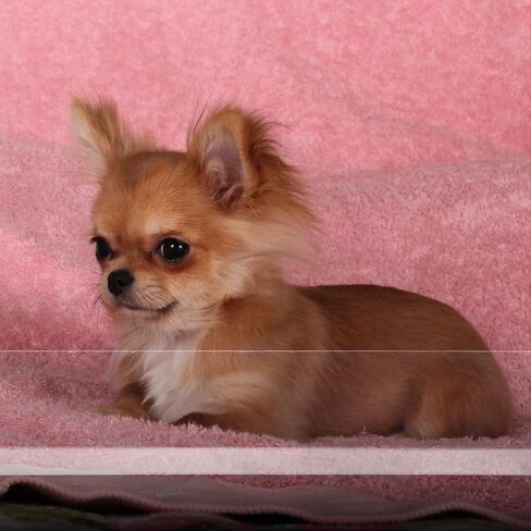 Ipetboom 9pcs روضة الحيوانات الأليفة قفص الحيوانات الصغيرة بطانة الحرس غينيا خنزير الجانب حاجز مانع واضح حراس البول الحرس الجانب بطانة شينشيلا قفص الملحقات in Kuwait