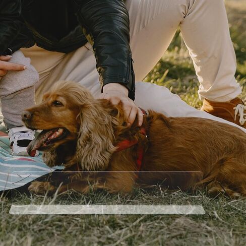 Ipetboom 9pcs روضة الحيوانات الأليفة قفص الحيوانات الصغيرة بطانة الحرس غينيا خنزير الجانب حاجز مانع واضح حراس البول الحرس الجانب بطانة شينشيلا قفص الملحقات in Kuwait