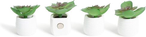 U Brands Succulent Magnets, 12 Count in Saudi Arabia