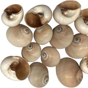 Natural Shark Eyes Seashells 30PC (1Inch-2Inch)