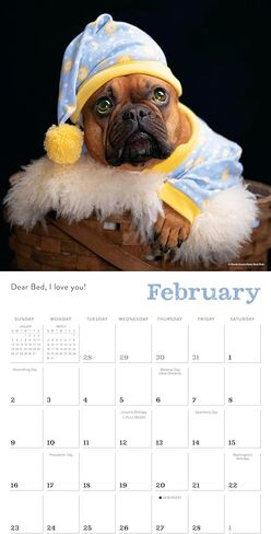 تقويم حائط الطيور المغردة في أمريكا الشمالية 2025، تقويم طبيعي لمدة 16 شهرًا، 12 بوصة × 12 بوصة in Kuwait