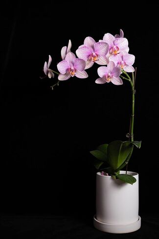 Pine bark Premium for Orchids (17.7 Oz) Especial for Orchids in Saudi Arabia