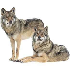 Lifelike Wolf Wall Decal Wild Animal Wall Sticker 27.6x22inch Removable Self-Adhesive Vinyl Wall Art Decors for Living Room Children Bedroom Nursery Classroom Playroom