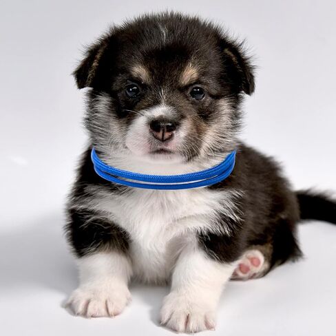 أطواق تعريف الجراء، أطواق الإنجاب، 16 لونًا من القماش الناعم، أطواق تعريف الجراء قابلة للتعديل لحديثي الولادة والقطط والكلاب (M) in Kuwait