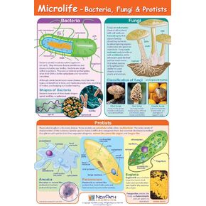 Microlife Poster - Laminated, Full-Color, 23" x 35"